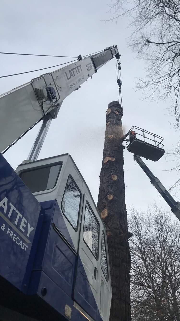 Crane dismantling Ceder tree