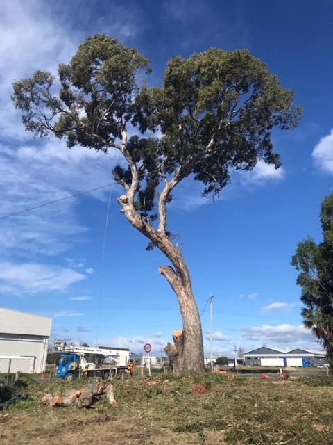 Gum tree sectional felling