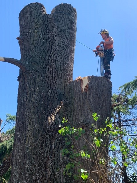 Poplar tree sectional felling